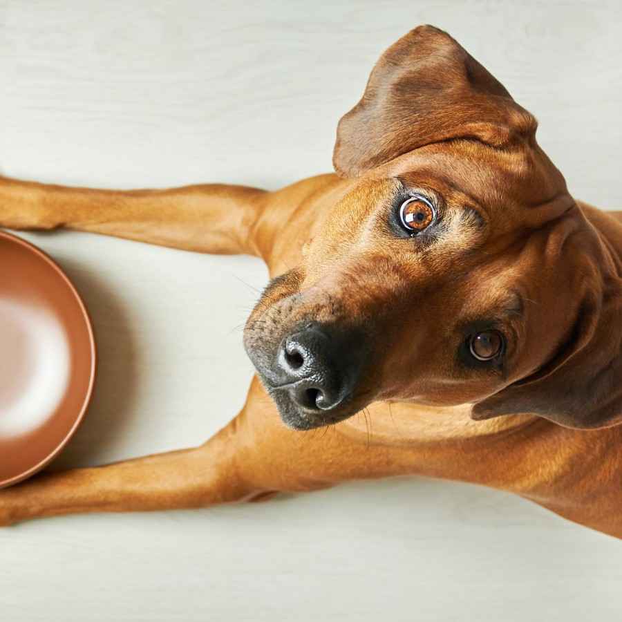 Ein Hund liegt vor seinem Fressnapf und wartet auf sein Fressen. 