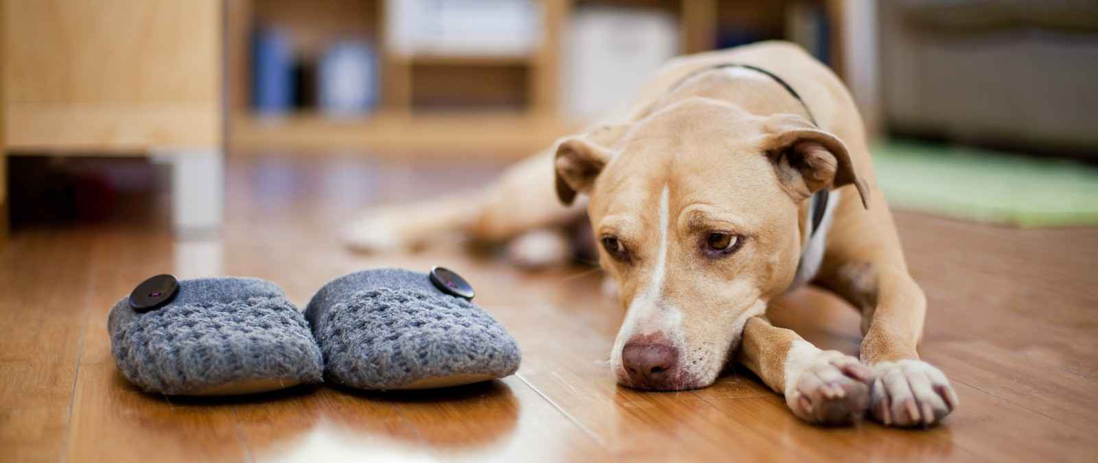 Gothaer Ratgeber: Wie alt werden Hunde? Ein alter Hund liegt auf dem Boden