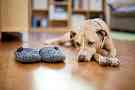 Gothaer Ratgeber: Wie alt werden Hunde? Ein alter Hund liegt auf dem Boden