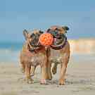 Wurmkur für den Hund: Zwei braune französische Bulldogen spielen am Strand (Häufige Ursache für die Ansteckung mit Parasiten ist das Spielen mit Artgenossen).