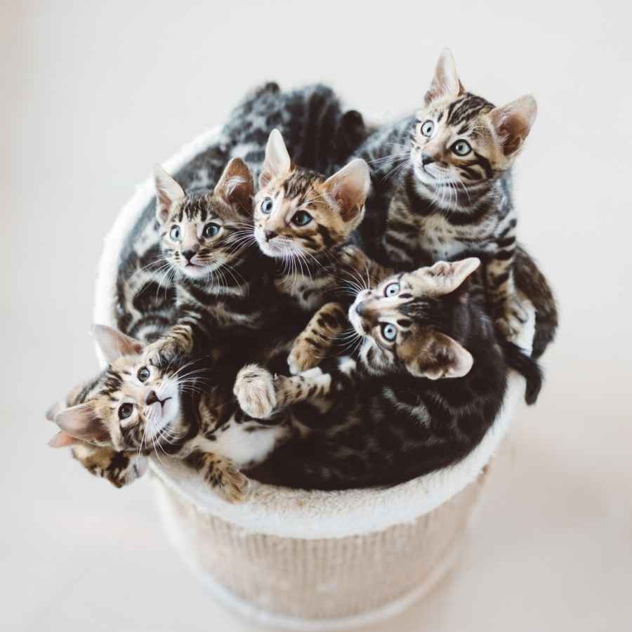 Viele junge Katzen kuscheln auf einem Kratzbaum. 