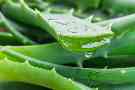 Aloe Vera kann als Hausmittel gegen eine Zahnfleischentzündung eingesetzt werden.