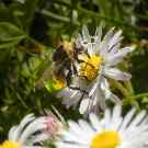 Eine Biene sitzt auch einem Gänseblümchen. 