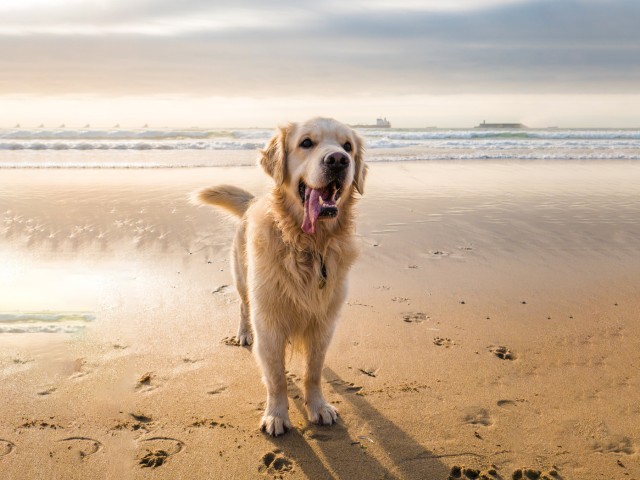 Ein Hund am Strand.