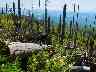 Ein vom Sturm Kyrill zerstörter Wald im Jahre 2007