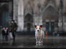 Hund auf der Domplatte in Köln