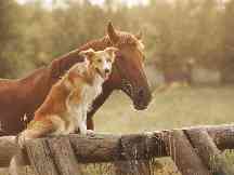 Pferd und Hund auf einer Koppel bei Aachen