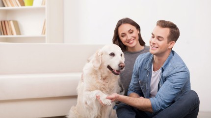 Hundeversicherung: Paar mit Hund zu Hause Hundeversicherung: Paar mit Hund zu Hause