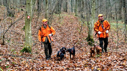 Gothaer Bewegungsjagd-Versicherung: Bewegungsjagd mit Jagdhunden Gothaer Bewegungsjagd-Versicherung: Bewegungsjagd mit Jagdhunden
