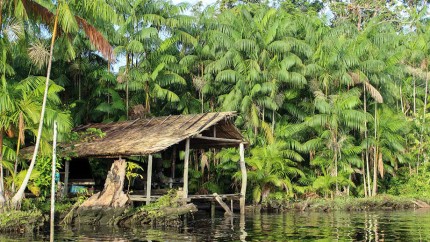 Waldschutz-Projekt Brasilien: Regenwald (Foto: ClimatePartner) Waldschutz-Projekt Brasilien: Regenwald (Foto: ClimatePartner)