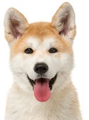 Tierkrankenversicherung: Akita Tierkrankenversicherung: Akita