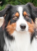 Australian Shepherd Australian Shepherd