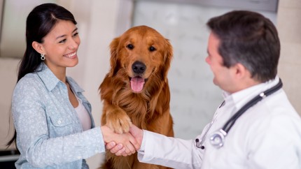 Tierkrankenversicherung: Wenn Ihr Hund ein Blutohr hat, sollten Sie so schnell wie möglich einen Tierarzt aufsuchen. Tierkrankenversicherung: Wenn Ihr Hund ein Blutohr hat, sollten Sie so schnell wie möglich einen Tierarzt aufsuchen.