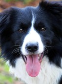 Border Collie Border Collie