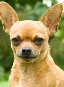 Tierkrankenversicherung: Chihuahua Tierkrankenversicherung: Chihuahua