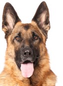 Deutscher Schäferhund Deutscher Schäferhund