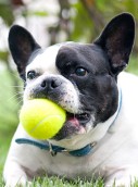 Tierkrankenversicherung: Französische Bulldogge Tierkrankenversicherung: Französische Bulldogge