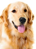 Golden Retriever Golden Retriever