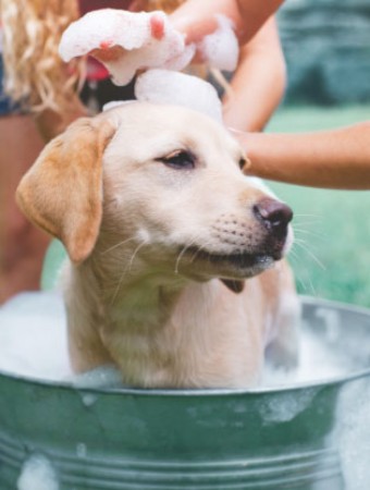 Tierkrankenversicherung: Hund wird in einem Eimer gewaschen. Tierkrankenversicherung: Hund wird in einem Eimer gewaschen.