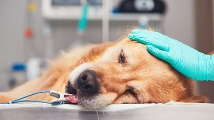 OP-Versicherung Hund: Hund auf dem Operationstisch OP-Versicherung Hund: Hund auf dem Operationstisch