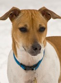 Jack Russell Terrier Jack Russell Terrier