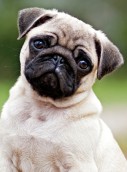 Mops Mops