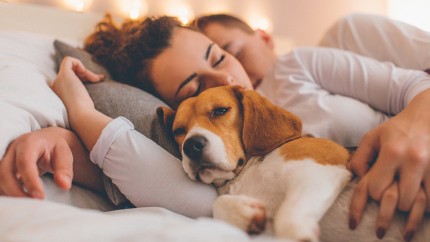 Gothaer Hundekrankenversicherung: Sie können ruhig schlafen, da Ihr Hund mit unserer Krankenversicherung bestens abgesichert ist. Gothaer Hundekrankenversicherung: Sie können ruhig schlafen, da Ihr Hund mit unserer Krankenversicherung bestens abgesichert ist.