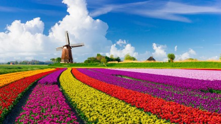 Windmühle mit bunten Tulpenfeldern in Holland Windmühle mit bunten Tulpenfeldern in Holland