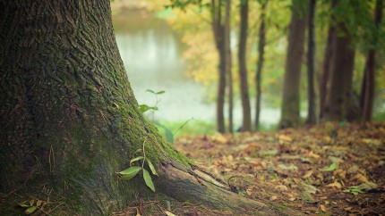 Wald Wald